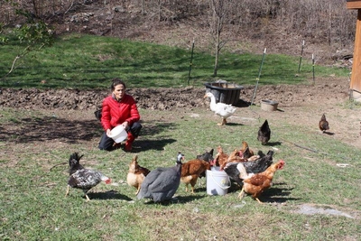 feeding chickens.JPG20101021183536.jpg